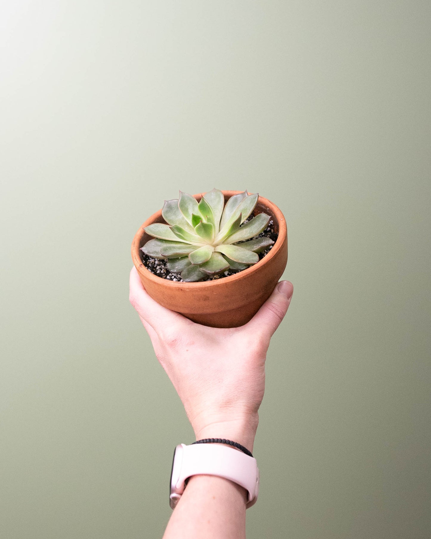 4" Echeveria Planter 2