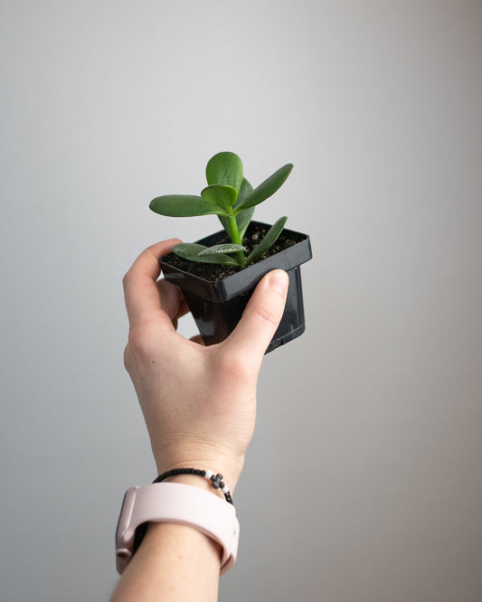4" Crassula ovata 'Jade Plant'
