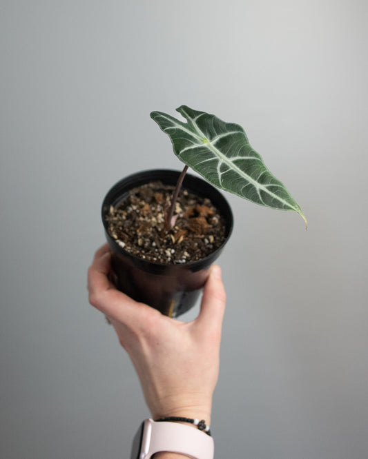 4" Alocasia 'Polly'