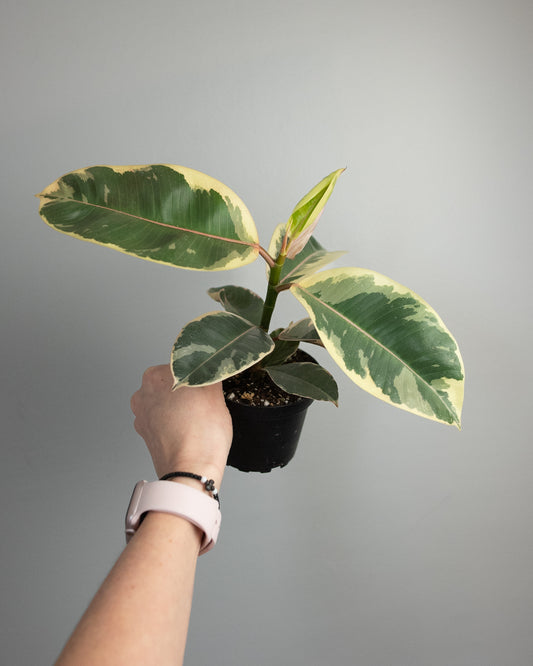 4" Ficus 'Tineke'