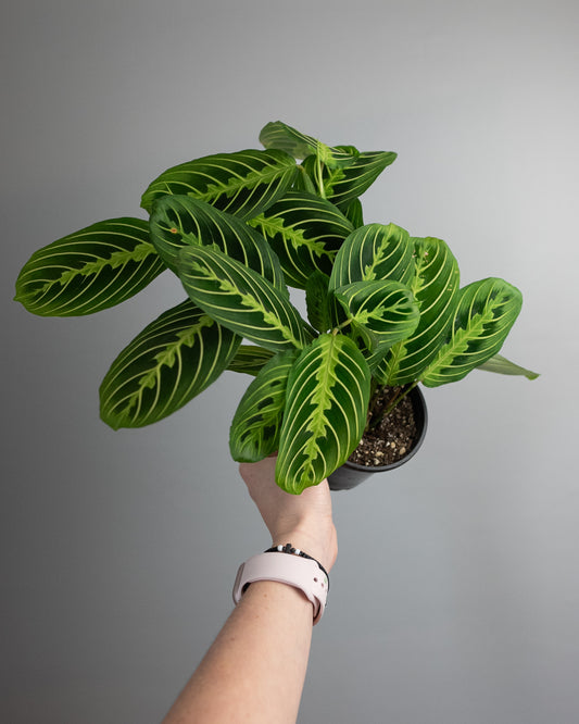 4" Maranta 'Lemon-Lime'
