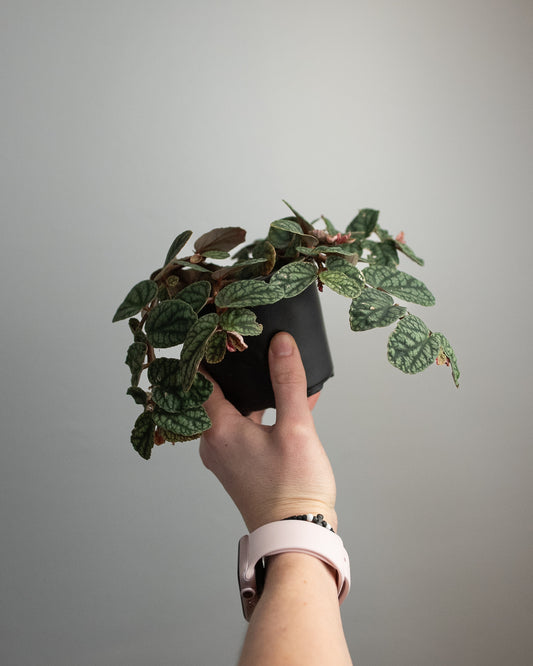 4" Pellionia pulchra 'Watermelon Vine'