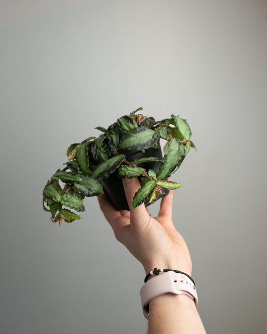 4" Pellionia repens 'watermelon begonia'