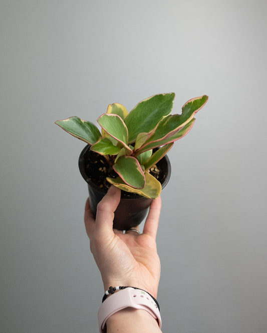 4" Peperomia clusiifolia 'Ginny'