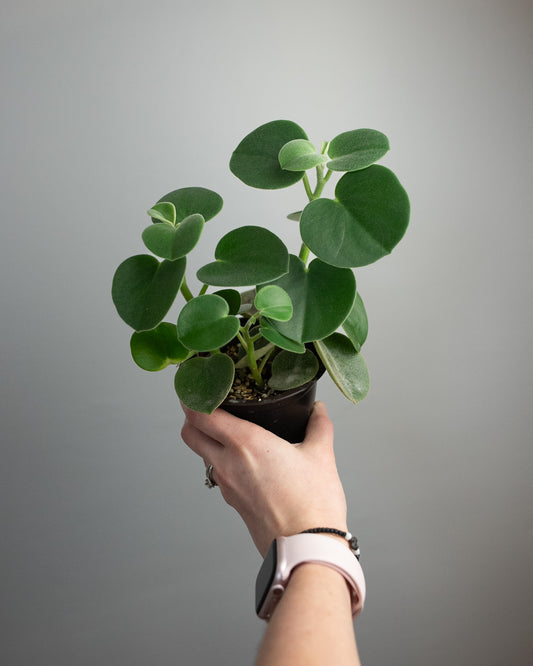 4" Peperomia incana 'Felted'