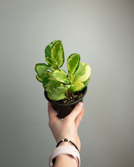 4" Peperomia obtusifolia 'Golden Gate'