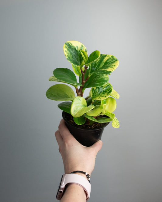 4" Peperomia obtusifolia 'Marble Variegated'