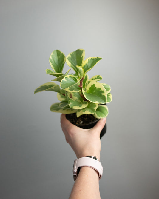 4" Peperomia obtusifolia 'variegated'