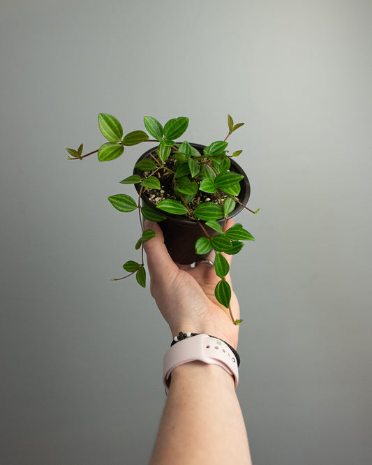 4" Peperomia quadrangularis