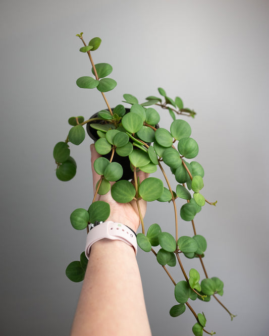 4" Peperomia rotundifolia 'Hope'