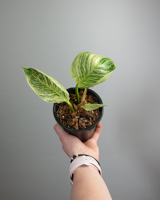 4" Philodendron 'Birkin'