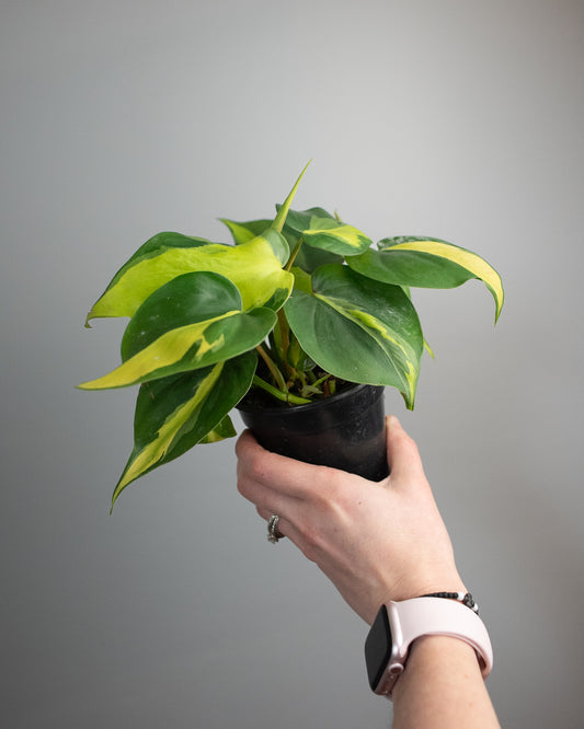 4" Philodendron 'Brasil'