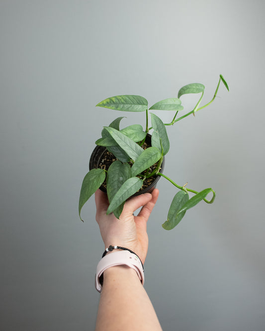 4" Pothos 'Cebu Blue'