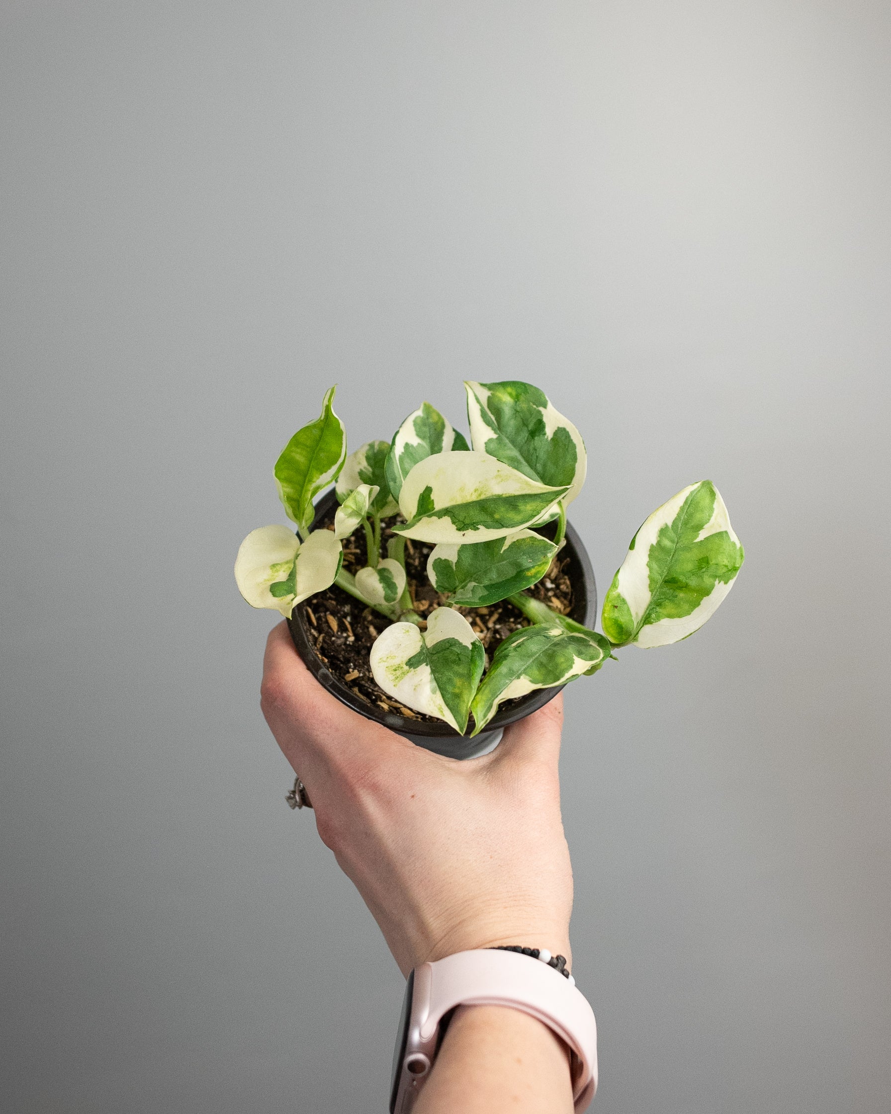 pothos pearls 4" Pothos 'Pearls and Jade' – Madi-Do Flowers