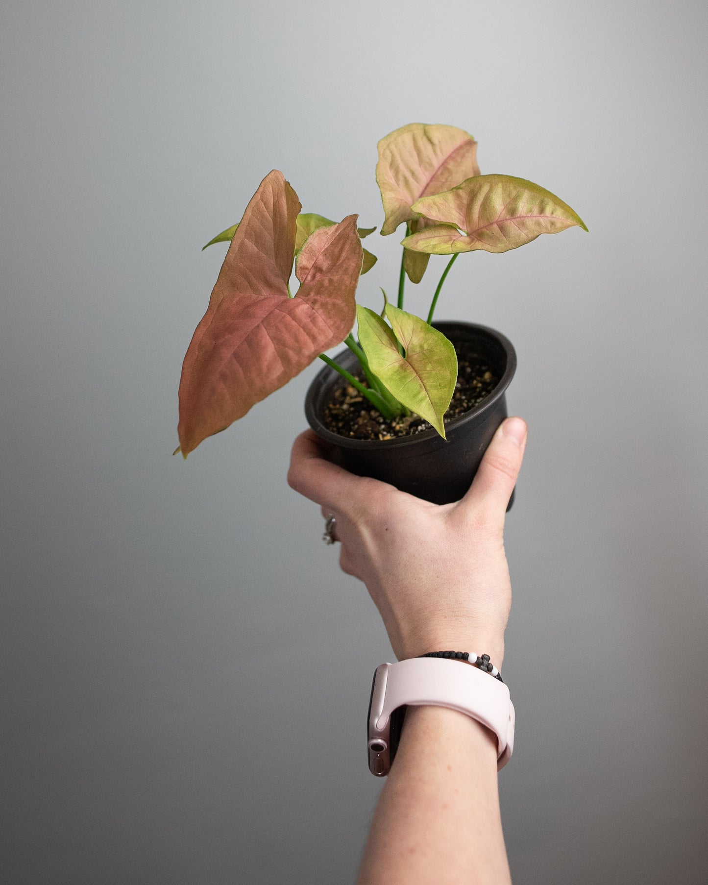 4" Syngonium 'Regina Red'