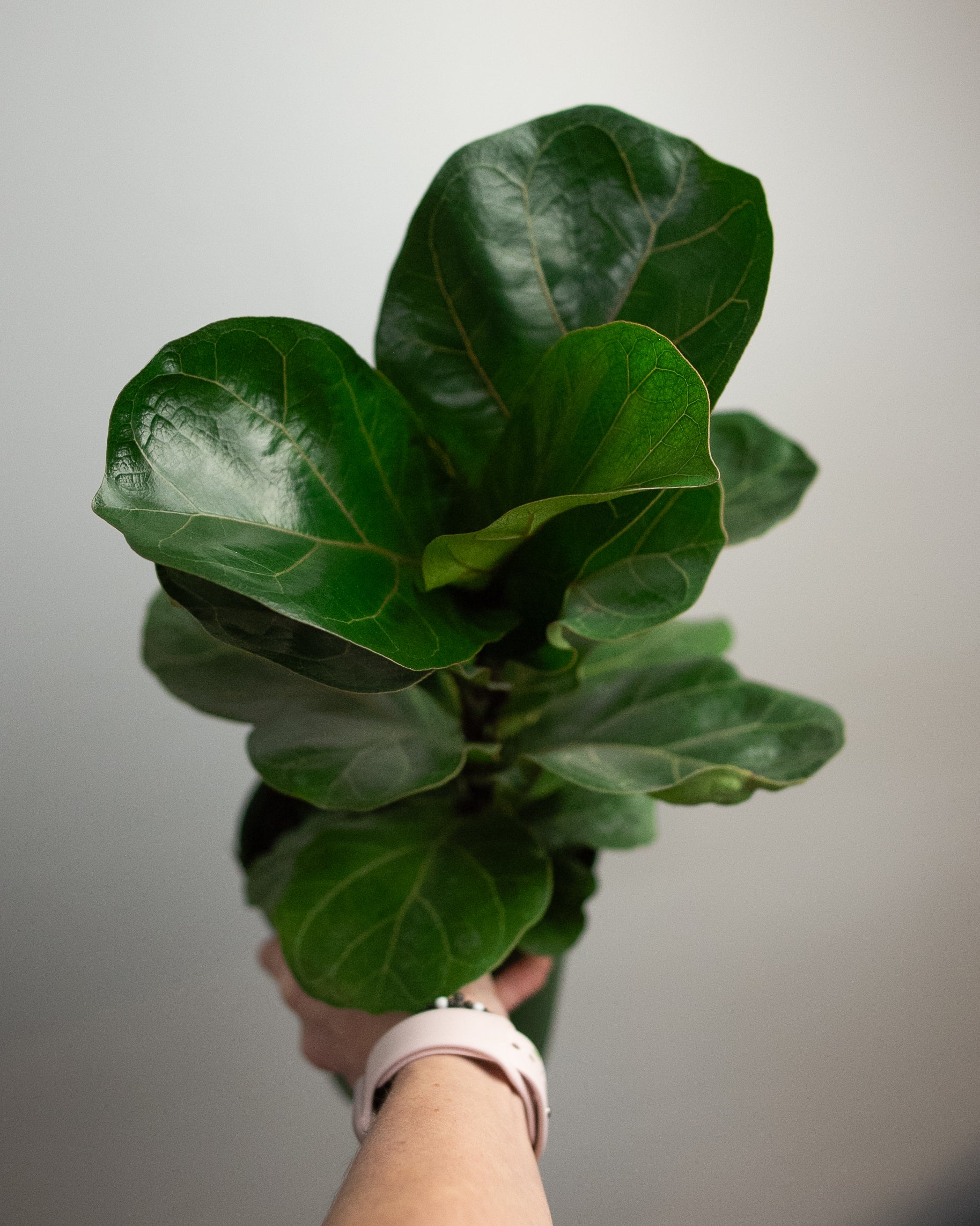 6' fiddle leaf fig 6" Fiddle Leaf Fig – Madi-Do Flowers