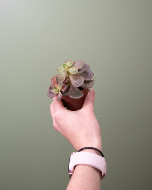 3" Succulent