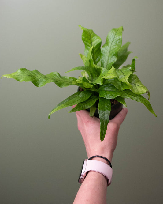 4" Microsorum musifolium 'Crocodyllus' (Crocodile Fern)