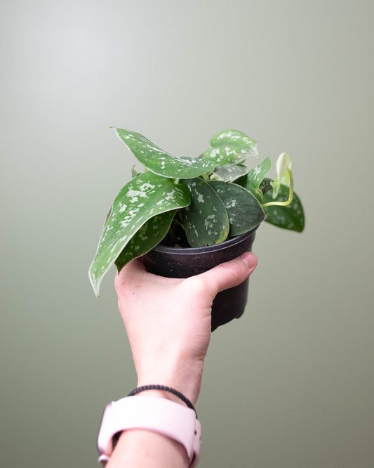 4" Scindapsus pictus 'Argyraeus' (Satin Pothos)
