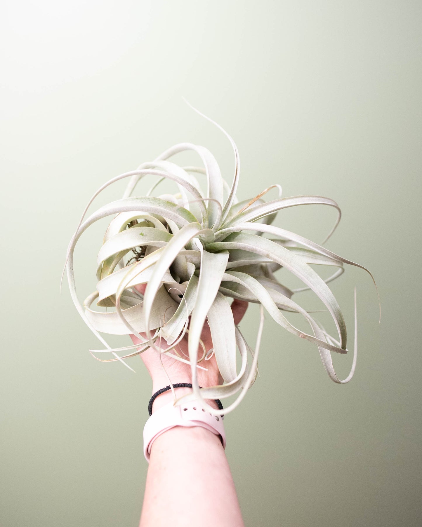 Tillandsia xerographica XL