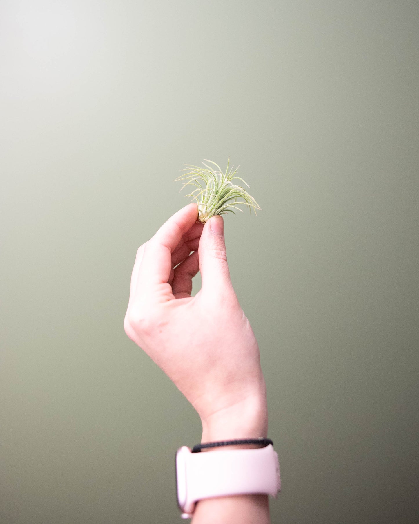 Tillandsia (assorted) - Small
