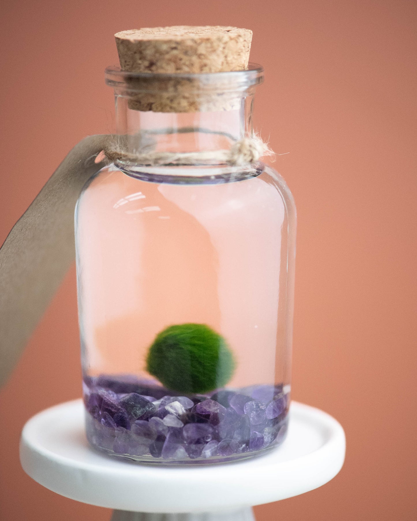 Marimo Magic: Create your own moss ball terrarium! Saturday, June 21st 6-7 PM