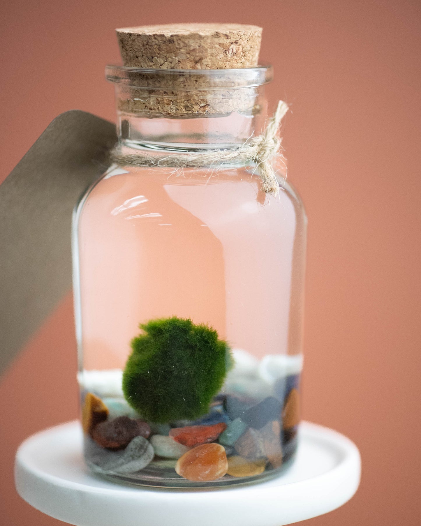 Marimo Magic: Create your own moss ball terrarium! Saturday, June 21st 6-7 PM