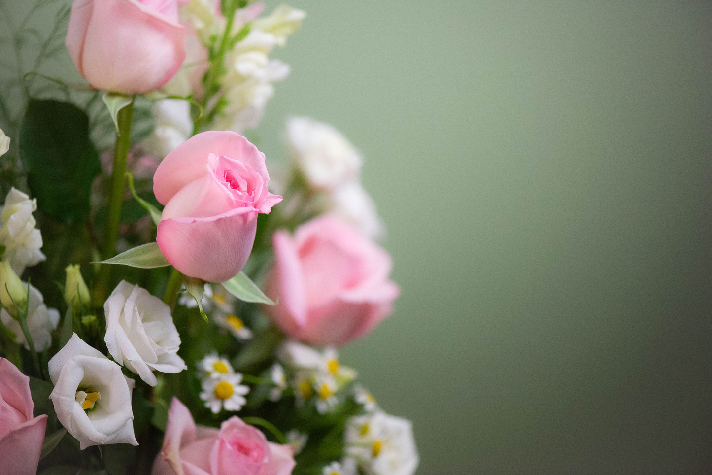 The Big One — Dozen Garden Roses — Valentine's Day Preorder