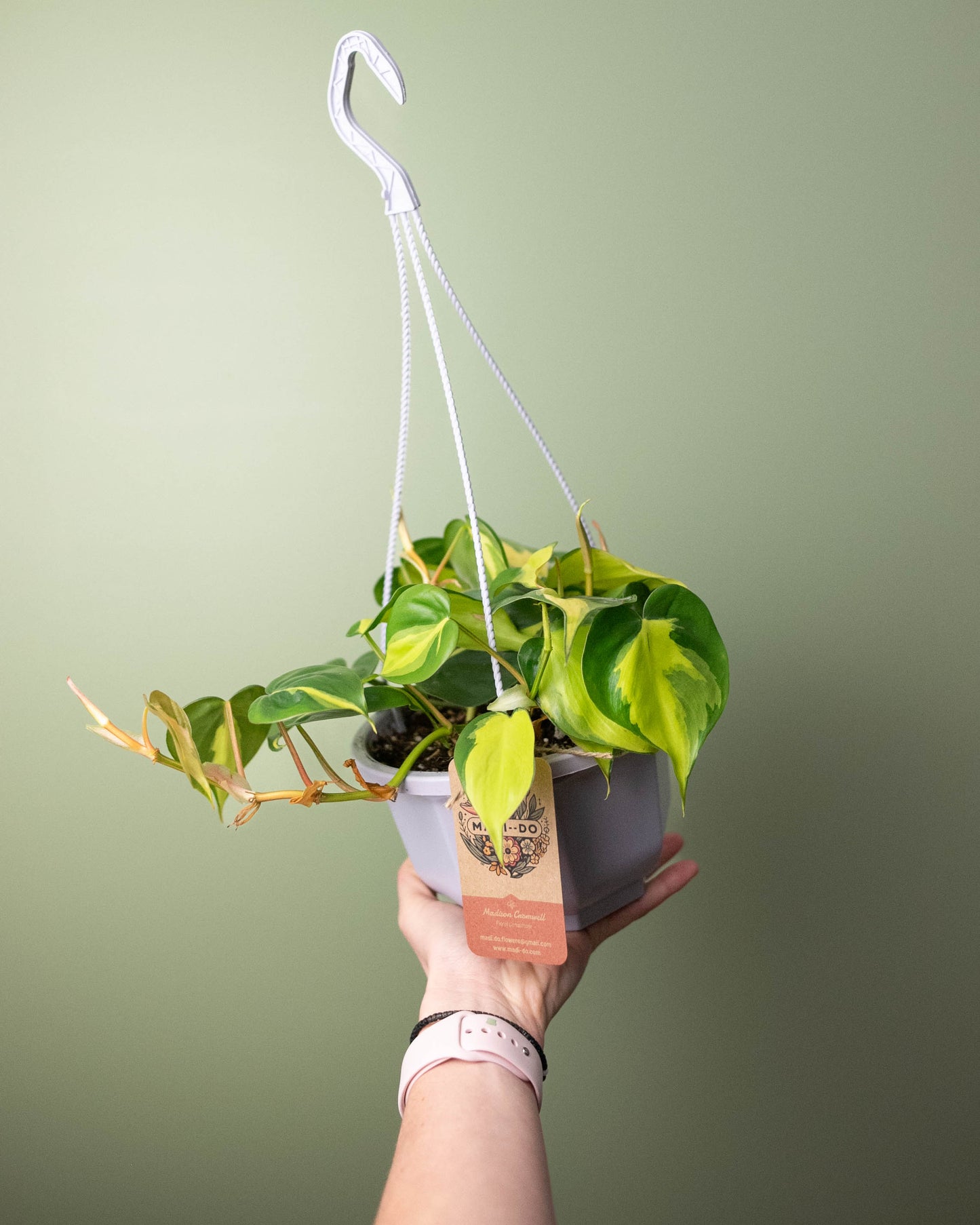 Philodendron 'Brasil' - 6" Hanging Basket