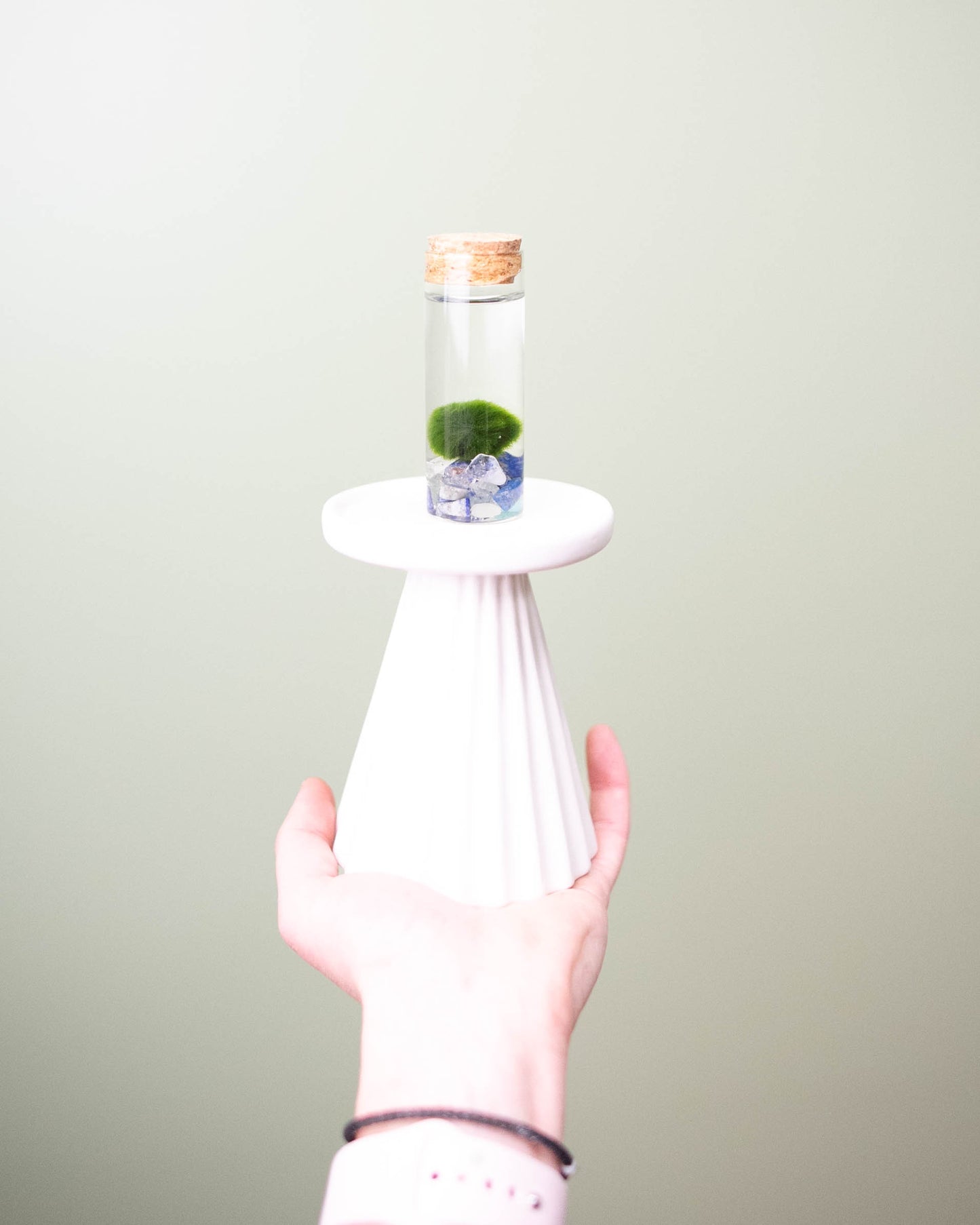 Marimo Moss Ball - Small Terrarium