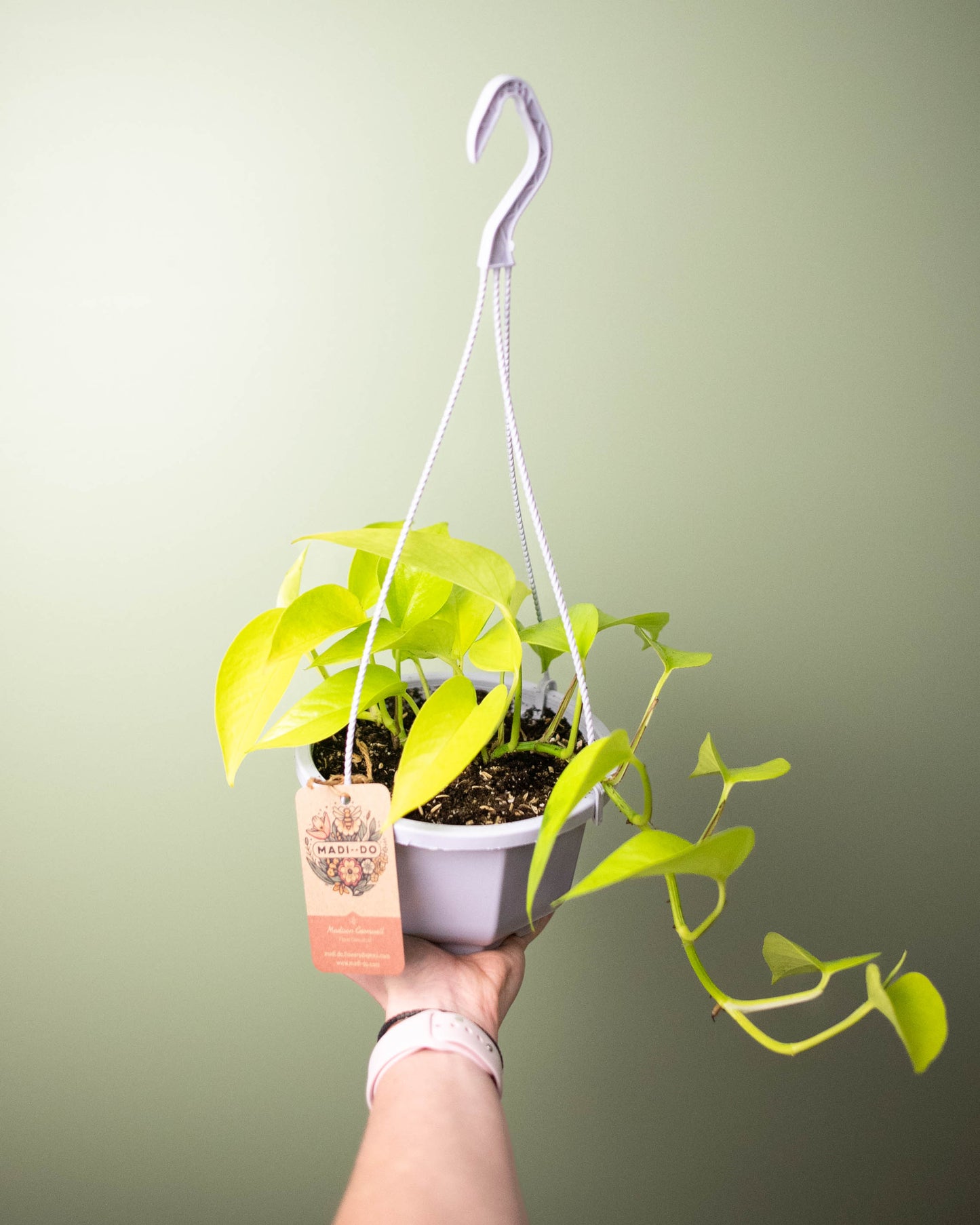 Pothos 'Neon' - 6" Hanging Basket