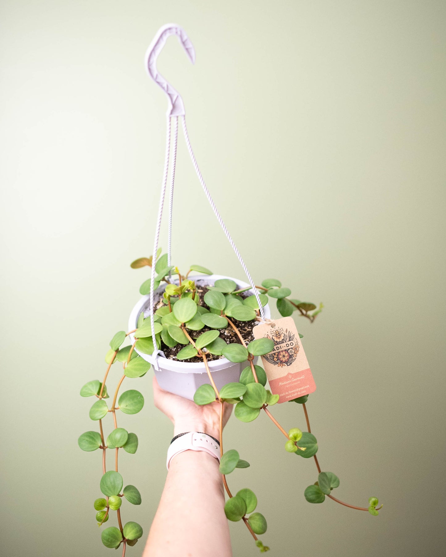 Peperomia rotundifolia 'Hope' - 6" Hanging Basket