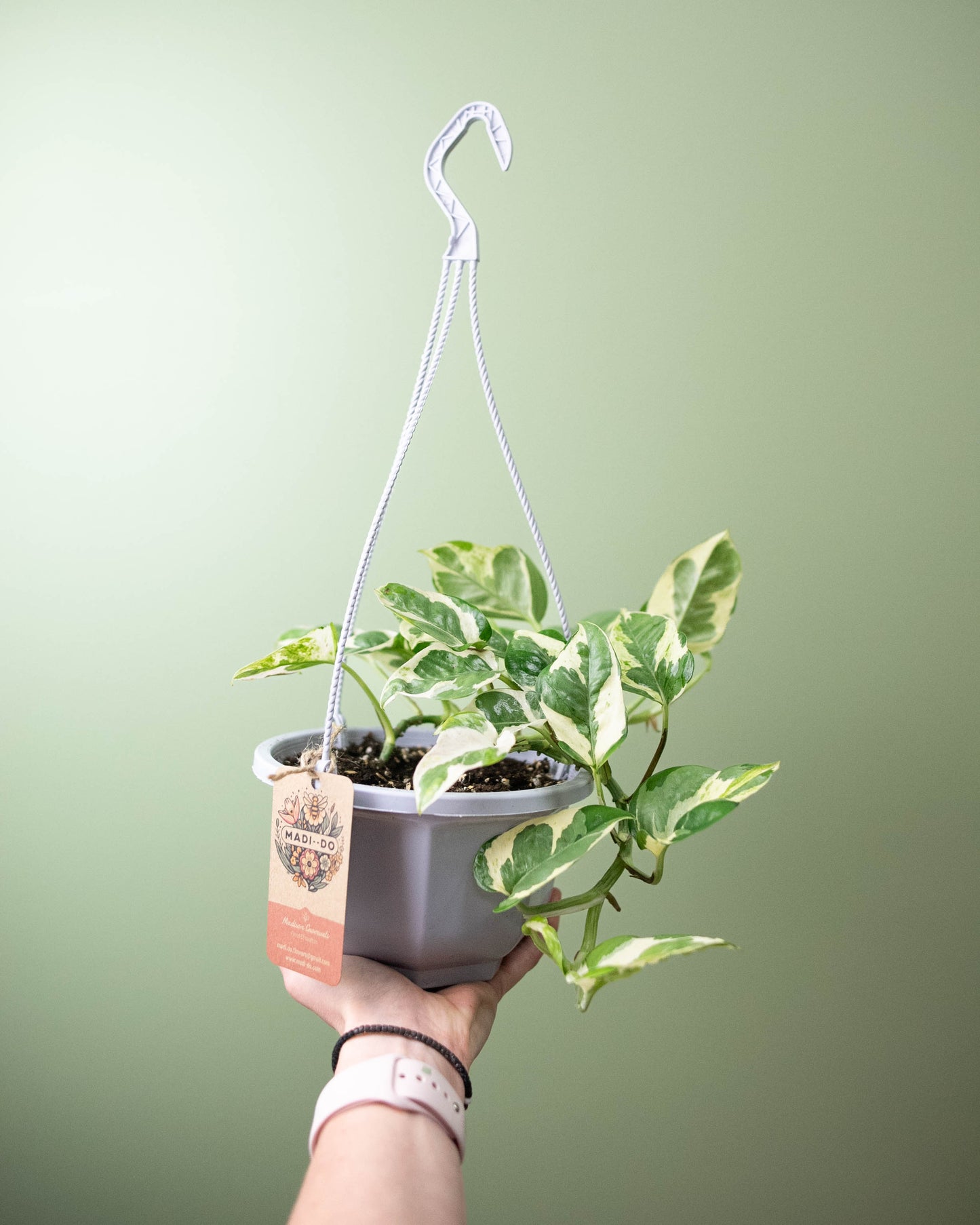 Pothos 'Pearls n Jade' - 6" Hanging Basket