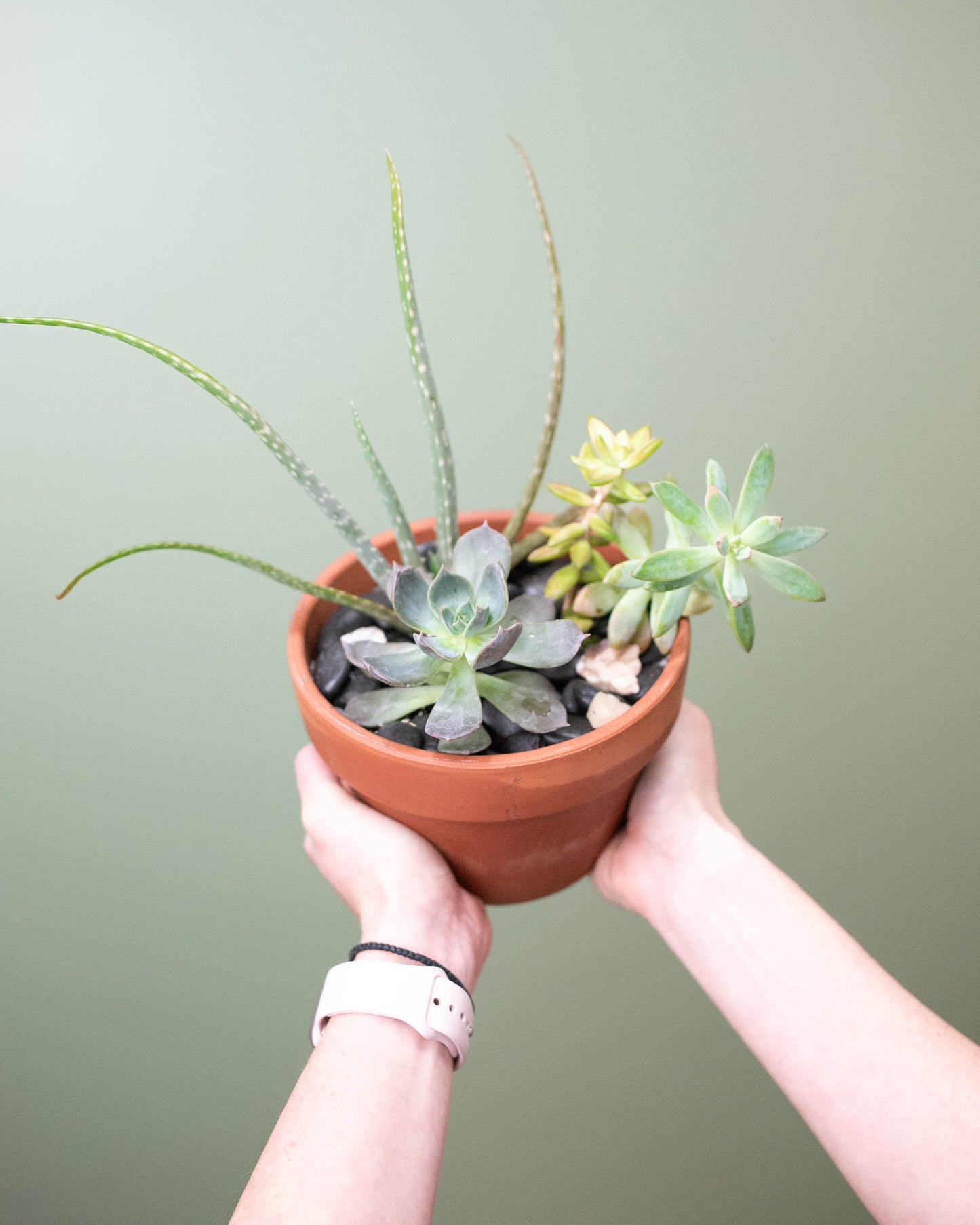 6" Succulent Garden with Aloe