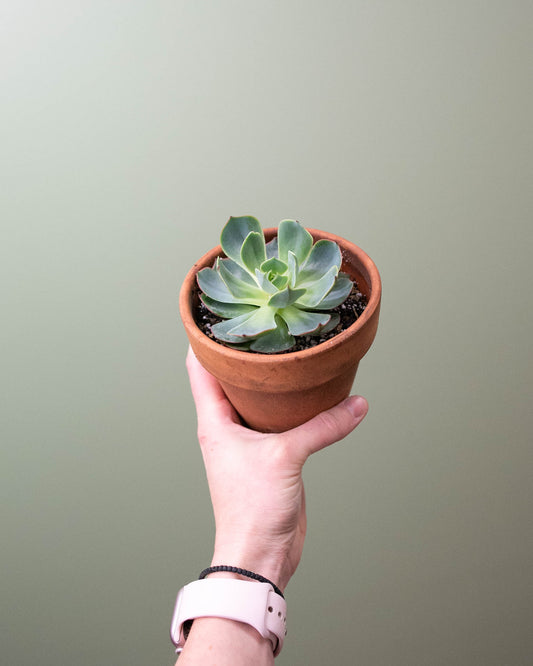 4" Echeveria Planter
