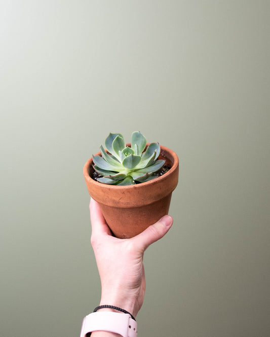 4" Echeveria Planter