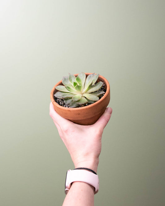 4" Echeveria Planter 2