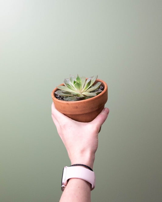 4" Echeveria Planter 2