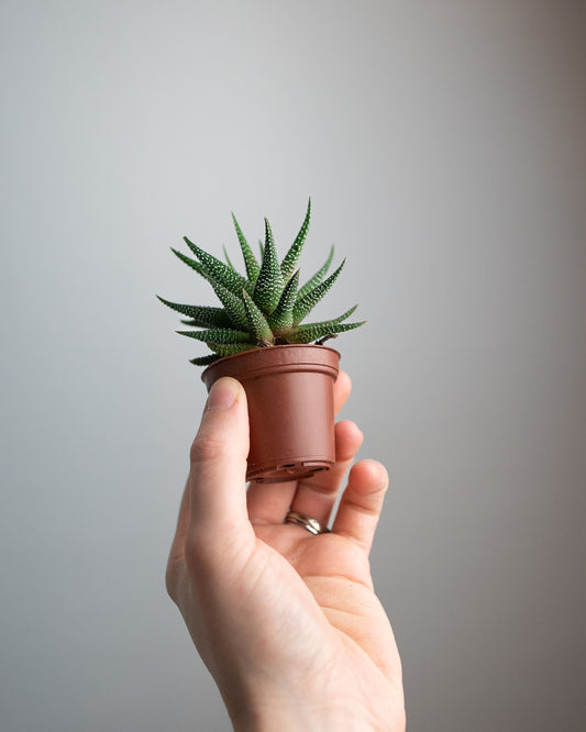 1" Haworthia