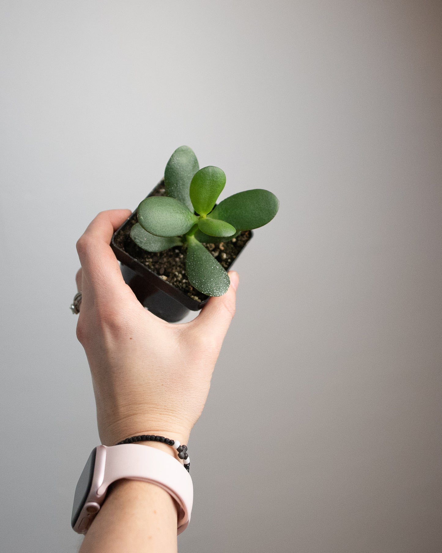 2" Crassula ovata 'Jade Plant'
