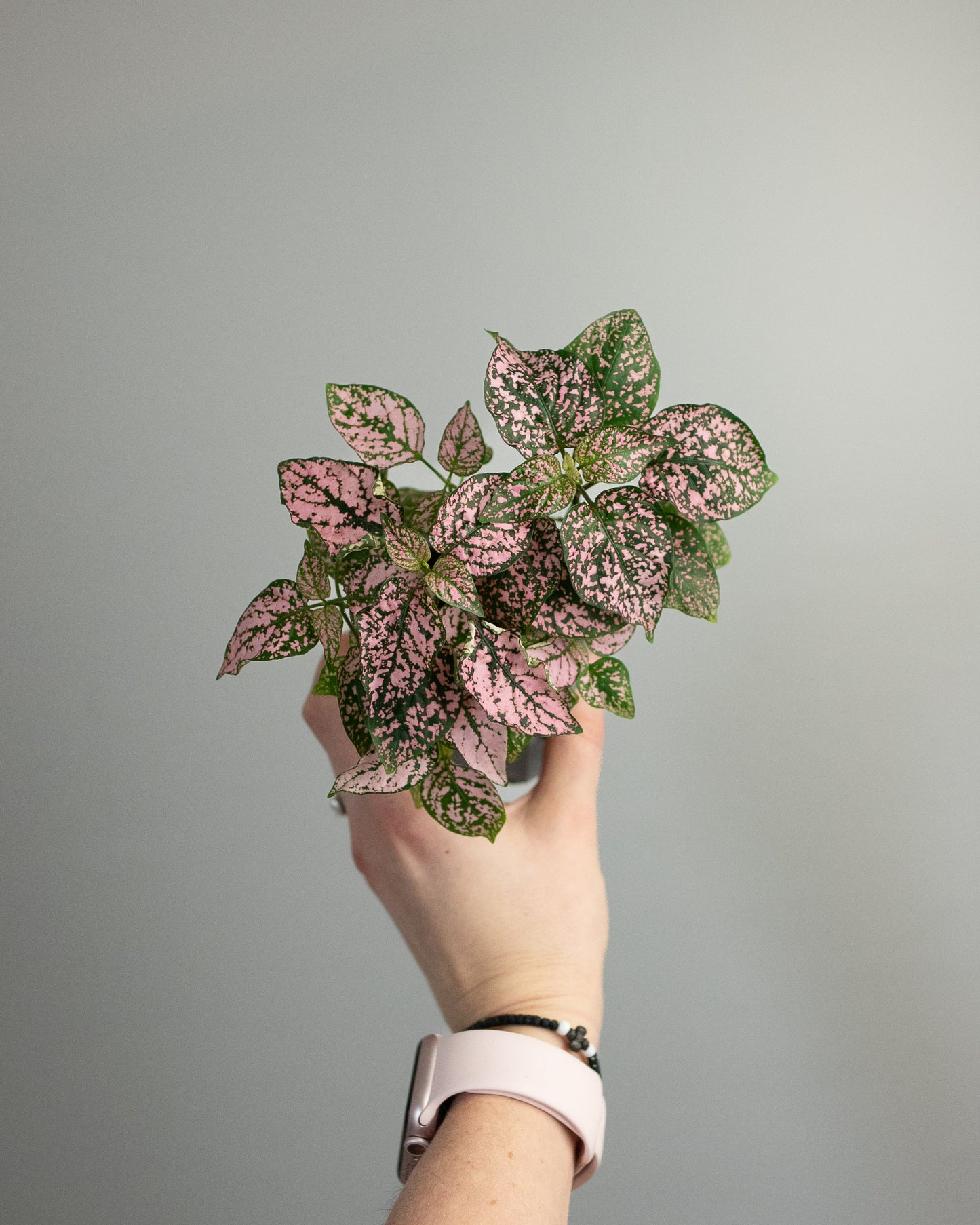 2" Hypoestes 'Polka Dot Plant'