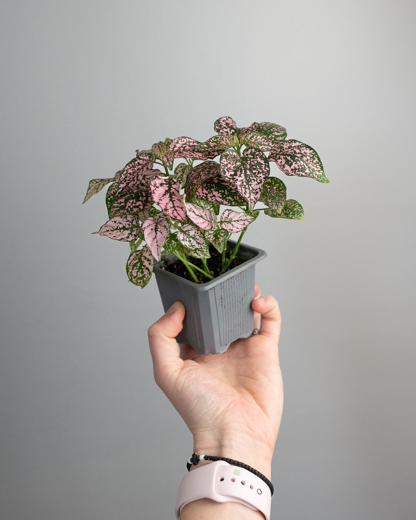 2" Hypoestes 'Polka Dot Plant'