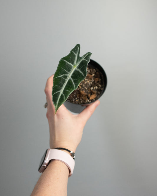 4" Alocasia 'Poly'