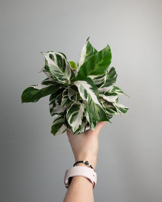 4" Calathea 'White Fusion'