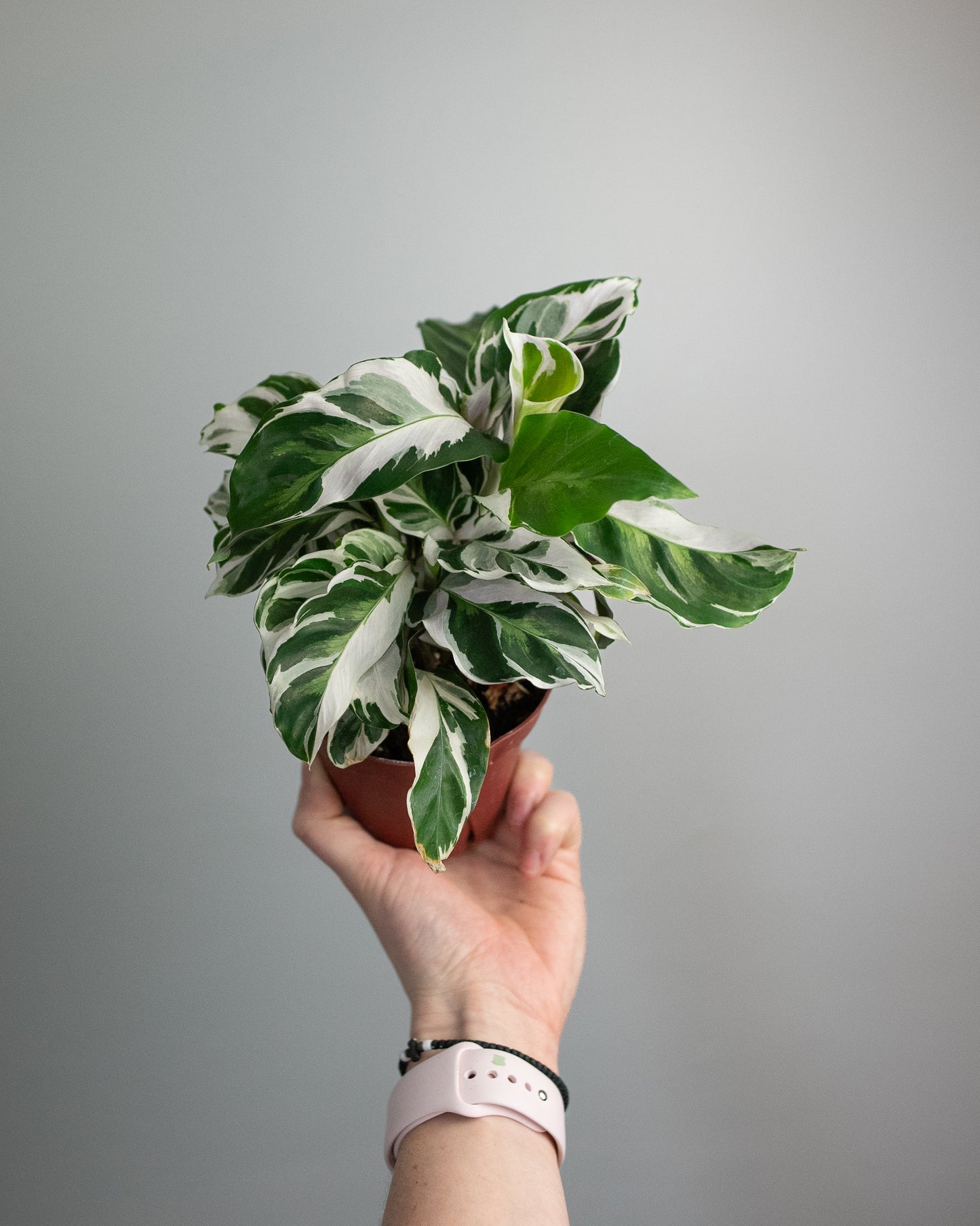 4" Calathea 'White Fusion'