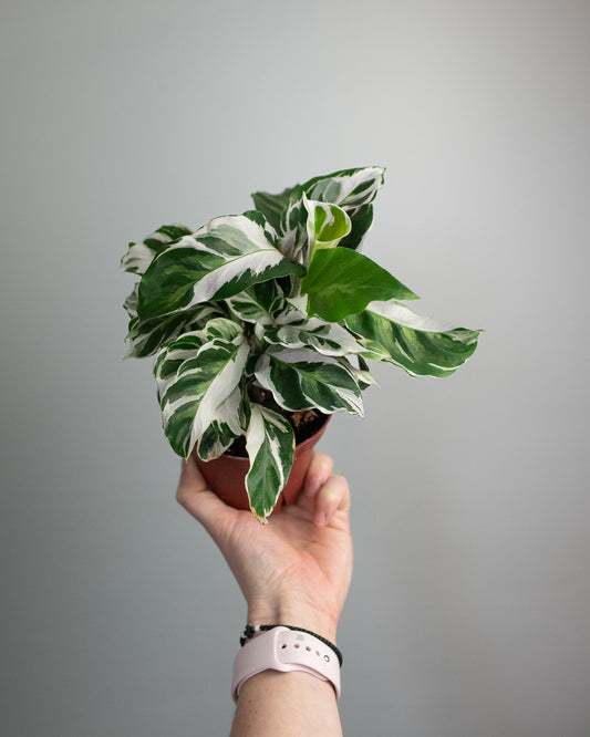 4" Calathea 'White Fusion'