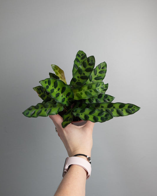 4" Calathea Lancifolia 'Rattlesnake'