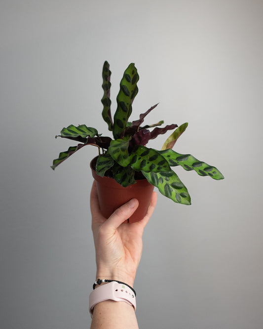 4" Calathea Lancifolia 'Rattlesnake'
