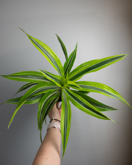 4" Dracaena warneckii 'Lemon-Lime'