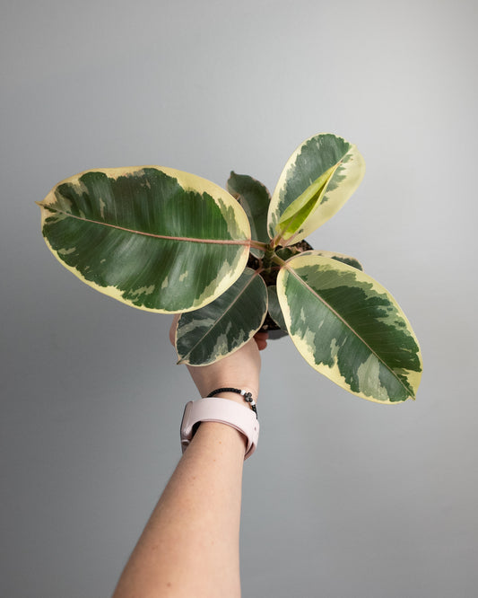 4" Ficus 'Tineke'